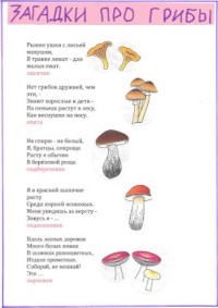 Загадки про грибы для детей. Загадки про грибы для дошкольников.